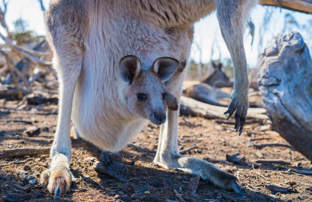 A kangaroo joey sitting snugly in its mother's pouch.