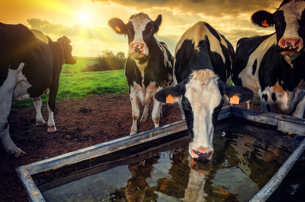 Cows drinking from trough. Sunset.