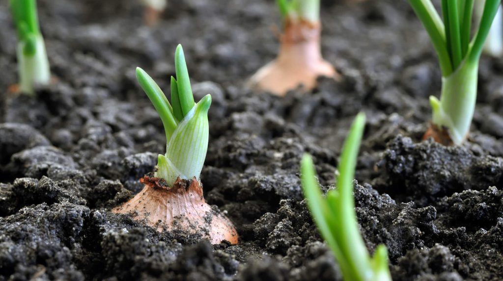 Onion sprouts in soil.