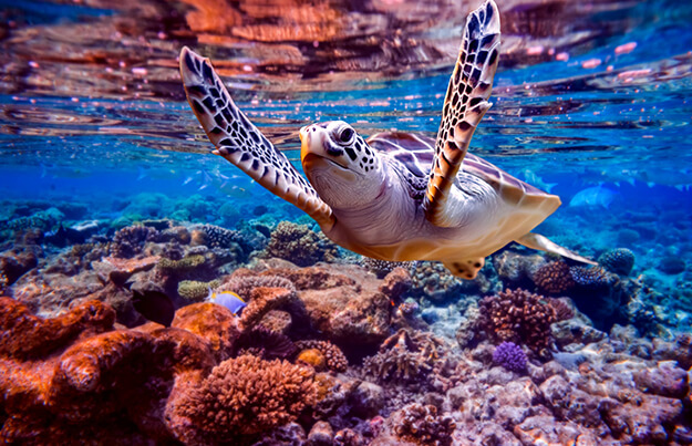 Green sea turtle swimming in coral reef near the water's surface.