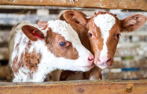 Two cow calves peeking their heads through a fence in a cattle farm.