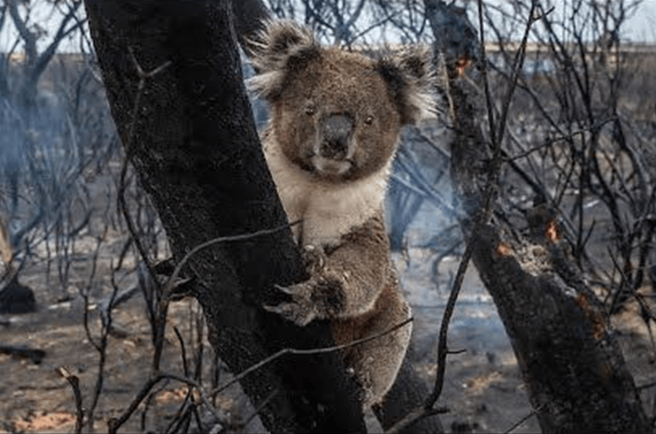 A koala gripping the branch of a tree in the middle of a bushfire-stricken forest.