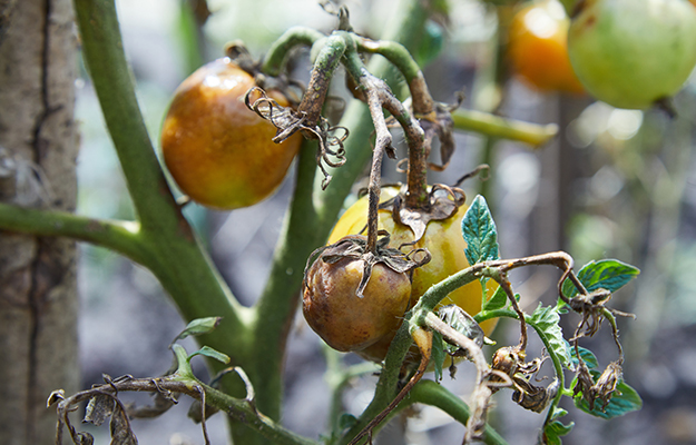 Tomato wilting and suffering from oxidative stress.