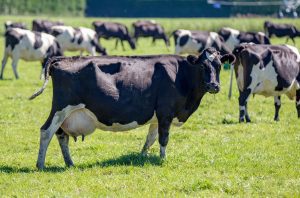 Dairy cows grazing in a field.