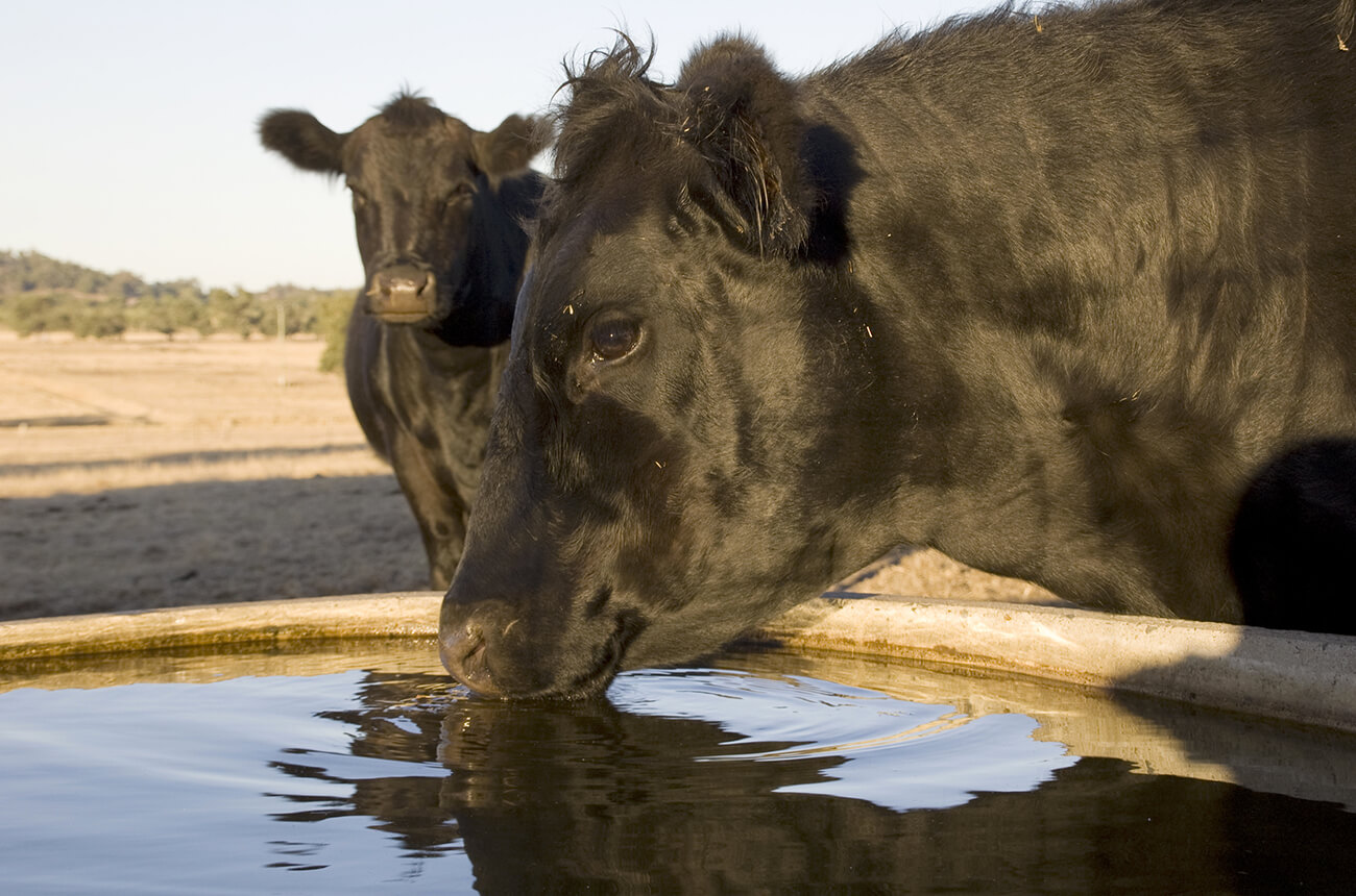 Cows in a field drinking water from a basin.