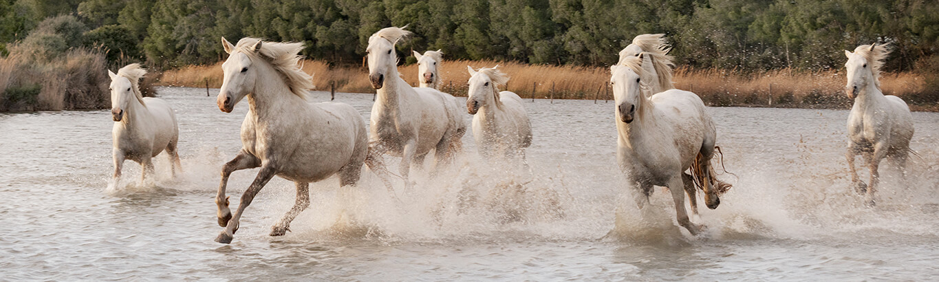 A herd of eight white wild horses galloping through a shallow body of water.