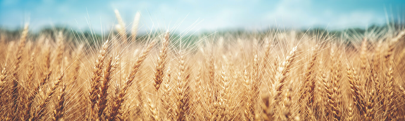 Agricultural wheat farm. Cropped to show only the heads of the wheat.