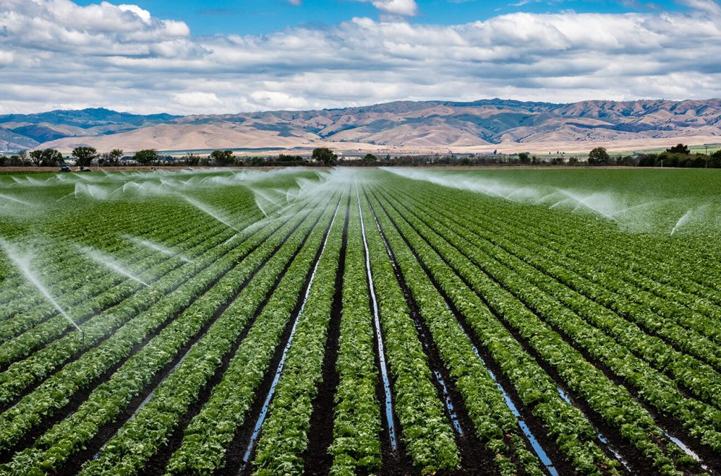 A large agricultural crop farm.