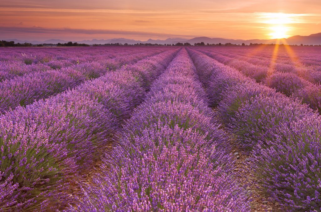 Rows of lavender in a floriculture farm.