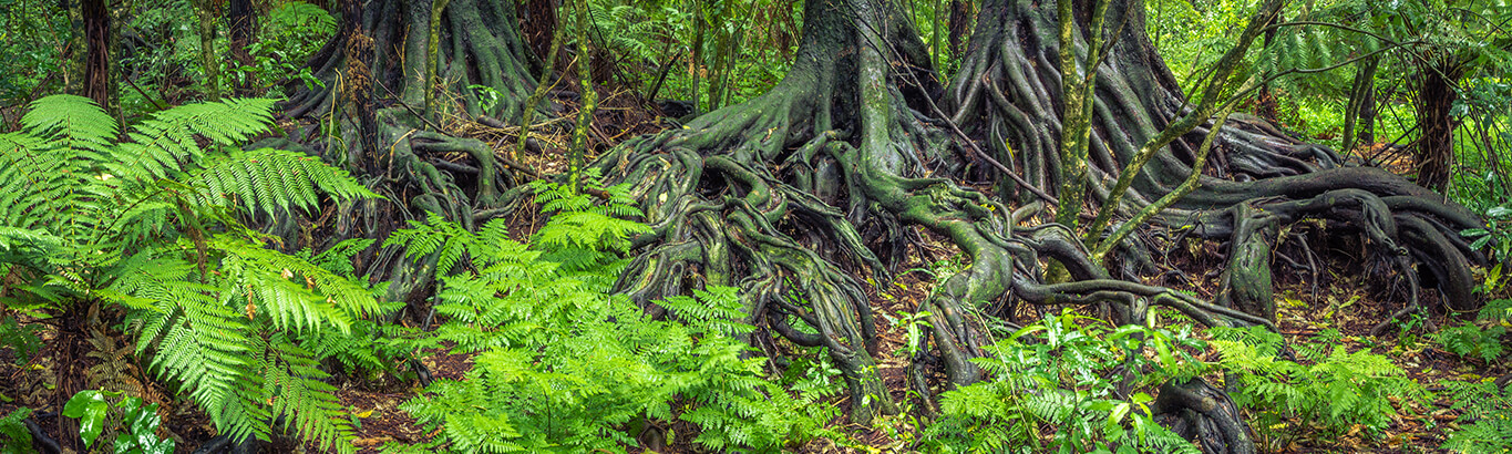 Complex fig root system sprawling into the rainforest soil layer.