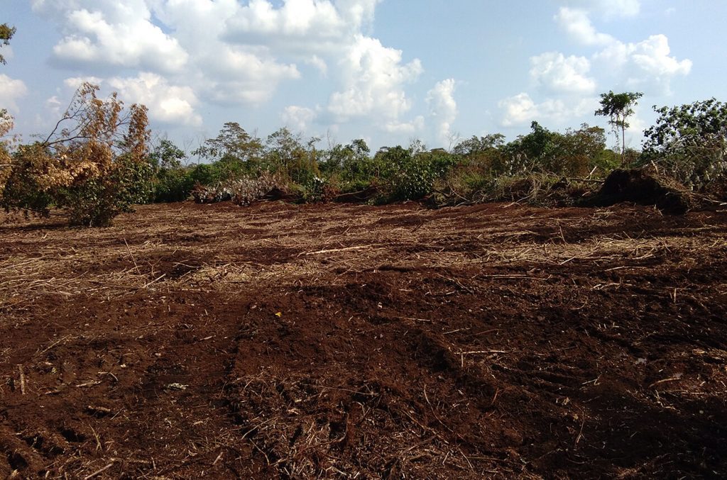 Large field of nutrient-rich soil.