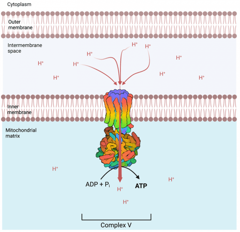 How ATP is Produced in the Mitochondria and the Benefit of Molecular ...